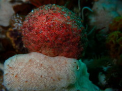 Gynandrocarpa placenta