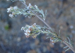 Eriocephalus brevifolius