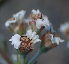 Eriocephalus brevifolius