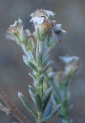 Eriocephalus brevifolius