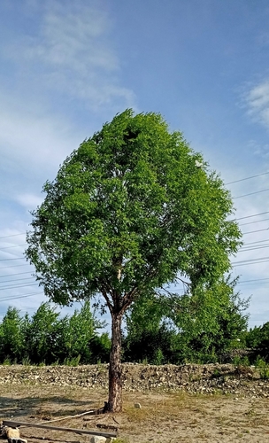 Image of Salix arbutifolia by no rights reserved