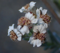 Eriocephalus brevifolius