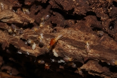 Cornitermes pugnax