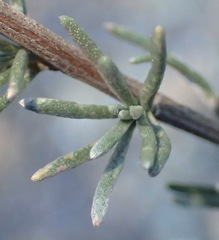 Eriocephalus brevifolius