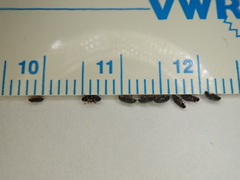 Telmatophilus typhae