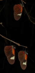 Heliconius demeter