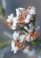 Eriocephalus brevifolius