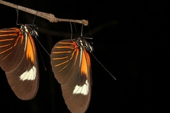 Heliconius demeter