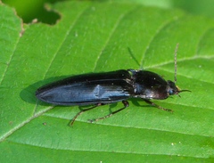 Melanactes