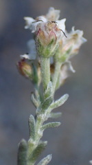 Eriocephalus brevifolius