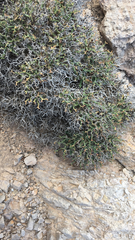 Launaea cervicornis