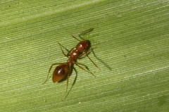 Dolichoderus lutosus