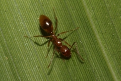 Dolichoderus lutosus