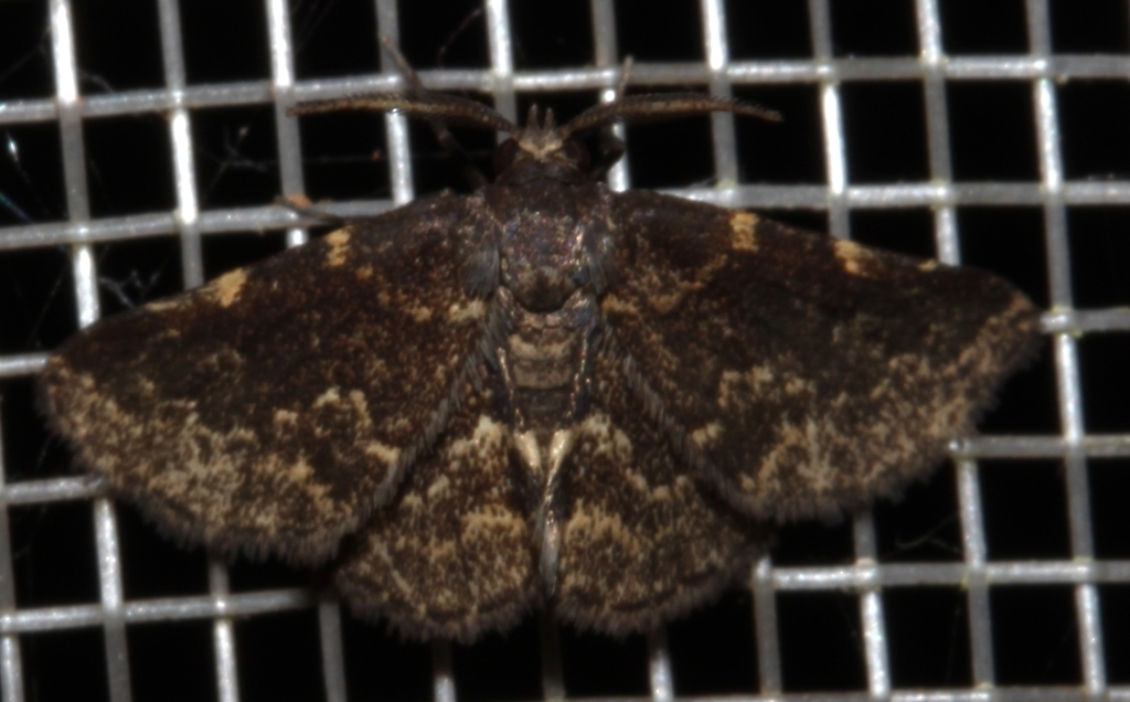 Prosoparia marginata
