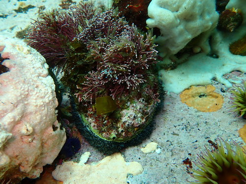 Haliotis midae