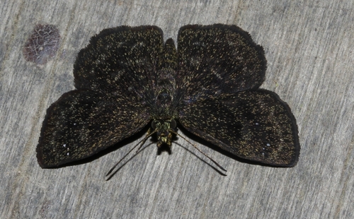 Staphylus minor