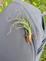 Carex praecox