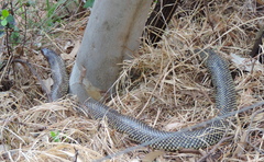 Pseudechis australis