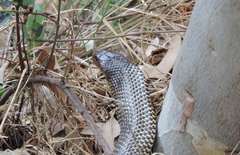 Pseudechis australis