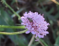 Closterotomus cinctipes