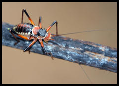 Acanthoplus