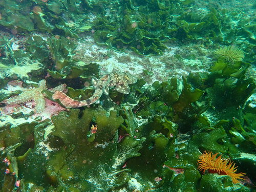 Haploblepharus edwardsii