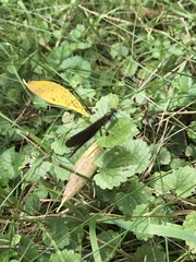 Calopteryx splendens