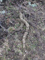 Thomomys talpoides