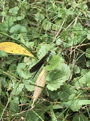Calopteryx splendens