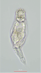 Pleurotrocha petromyzon