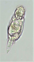 Pleurotrocha petromyzon