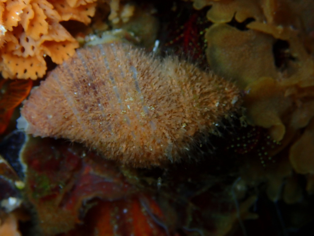 high-spined commensal hydroid