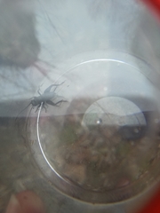 Melanogryllus desertus