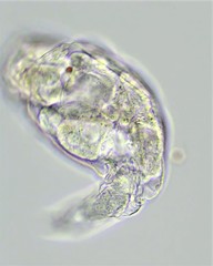 Pleurotrocha petromyzon