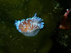 Janolidae