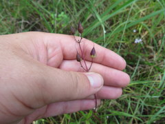 Penstemon tenuiflorus