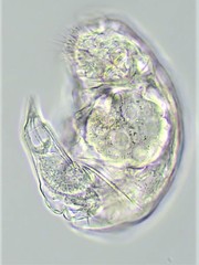 Pleurotrocha petromyzon