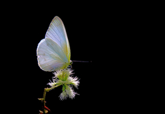 Appias epaphia contracta