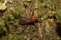 Stenoscelidea
