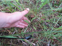 Penstemon tenuiflorus