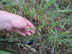 Penstemon tenuiflorus