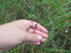 Penstemon tenuiflorus