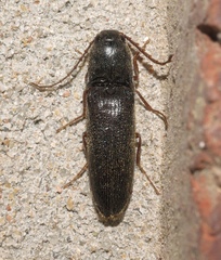Megapenthes insignis