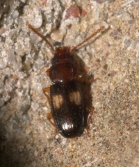 Laemophloeus