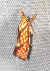 Crepidosceles chryserythra