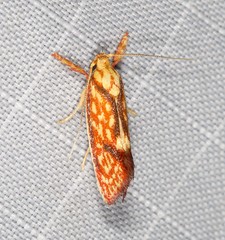 Crepidosceles chryserythra