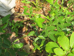 Desmodium obtusum