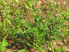Desmodium obtusum