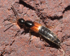Philonthus rufulus
