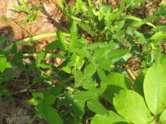 Desmodium obtusum